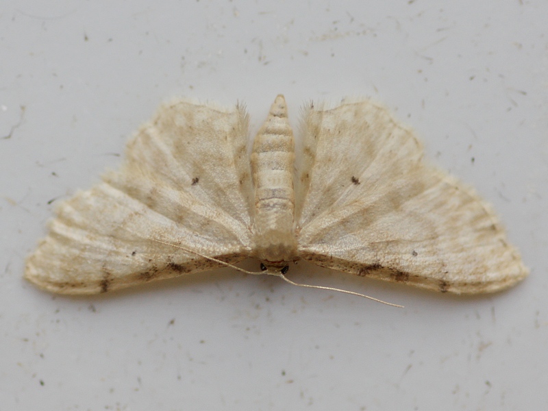 Idaea...? Idaea fuscovenosa - Geometridae